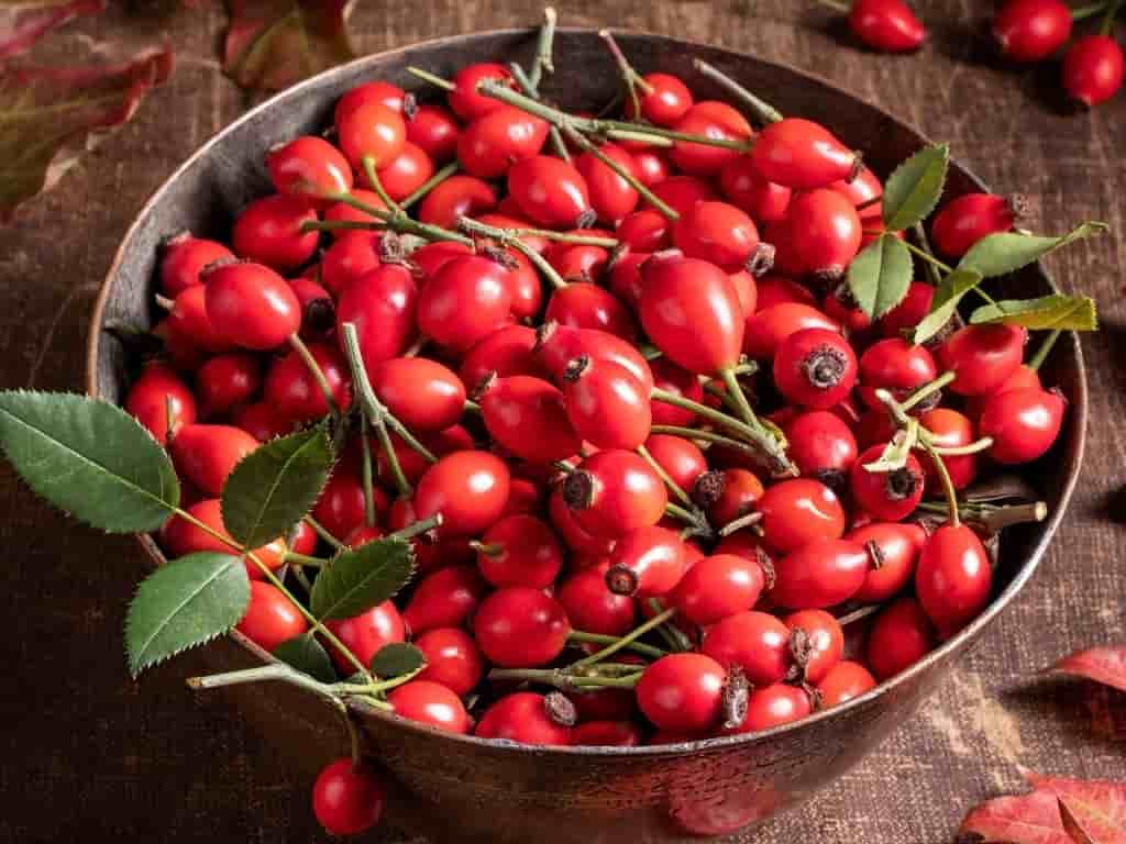 قیمت گل نسترن